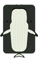 Humpback Whale