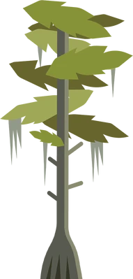 Bald Cypress