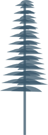 Pine Silhouette