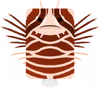 Clearfinlionfish