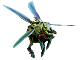 Mactera spawn
