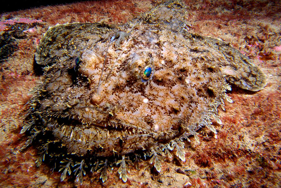 Удильщик фото. Lophius piscatorius. Морской чёрт удильщик. Европейский удильщик морской чёрт. Морской черт (Lophius piscatorius).