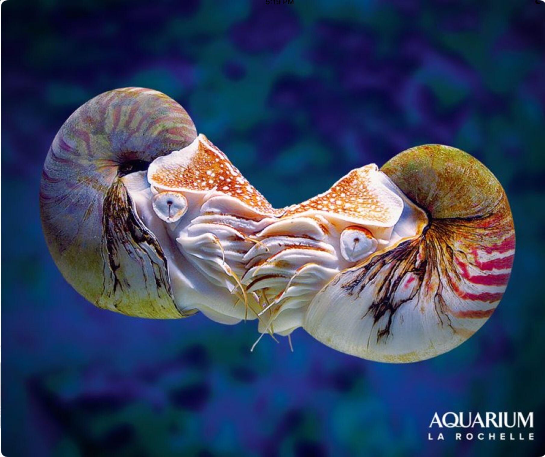 Nautilus Deep sea fish Wiki Fandom