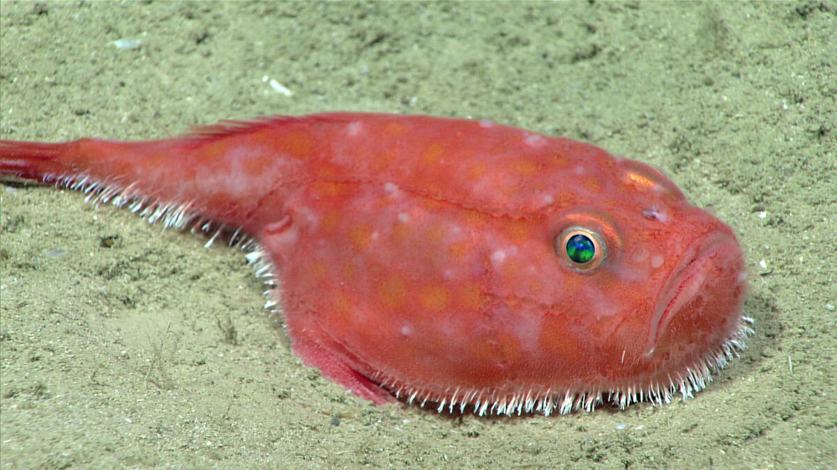  Enjoying A Bottom-dwelling Deep-sea Fish Anatomy Water