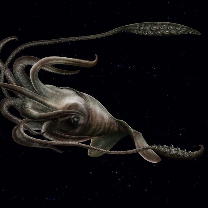 Some squid species have hooks on their tentacles. The Humboldt Squid has  dozens of hooks along each of its arms and the Colossal Squid has hooks on  its two longest arms, that