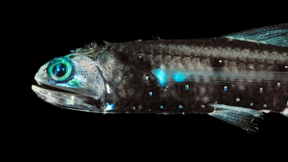 Lantern fish new arrivals