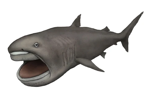 Megamouth shark, Deep sea fish Wiki