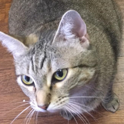 Patty, the Chonky Cat.png