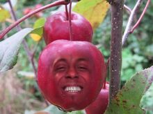 CrabAppleLilWayne2.jpg