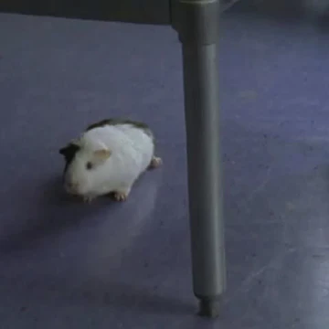 Isabella Degrassi Wiki Fandom Variations isabelle and isabel are also popular, with the scottish spelling isobel. isabella degrassi wiki fandom