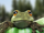 Froggy69.png