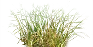 Gras