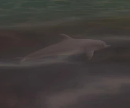 Ein Delfin in Vice City
