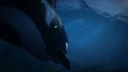 Ein Orca im Trailer