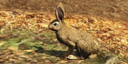 Ein Hase