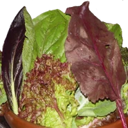 Kopfsalat