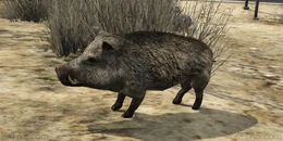 Ein Wildschwein