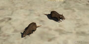 Zwei Ratten in GTA V