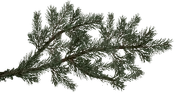Waldkiefer