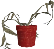 vertrocknete Topfpflanze