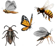 Alle aktiven Insekten, die es in GTA V gibt