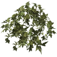 Ahornblättrige Platane