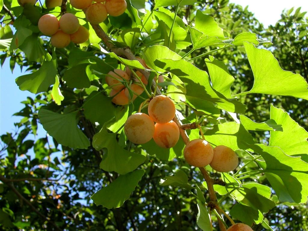 Ginkgo biloba — Wikipédia