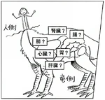 Diagram of Falin (Chimera)'s anatomy imagined by Laios.