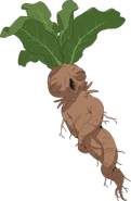Mandrake (217 KB) Mandrake