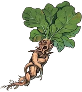 Mandrakes