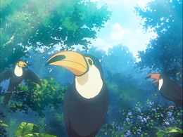 Toucans