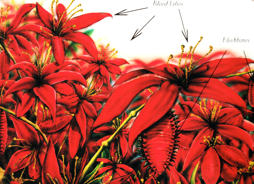 Blood lily cheap