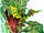 Emerald dragon