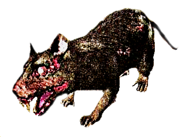 Plague Rat | Demon's Souls Wiki | Fandom Plague Rat | Demon's Souls Wiki | Fandom