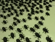 Die "Kikai-Käfer" auch "Kikaichuu-Käfer" genannt.