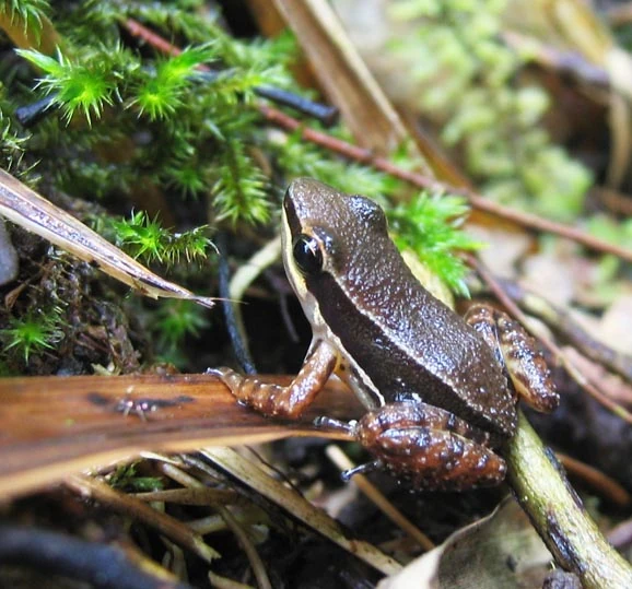 Colostethus Dendro Wiki Fandom