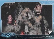 Carta 42 - Cocooned!