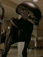 The Dragon (Fiorina "Fury" 161)