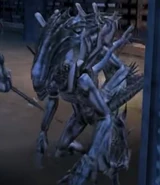 2 Predaliens en Gunninson, Colorado.