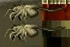 2 Facehugger en Vega 4