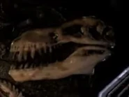 Cráneo de un T-Rex en Predator VR