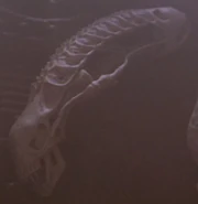 Cráneo de un Warrior Alien en Depredador 2