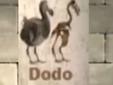 Dodo