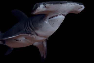 Depth is a game released in 2014 about sharks #gamereveiw #gamer