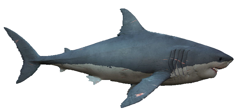Megalodon | Depth Wiki | Fandom