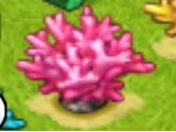 Pink Coral