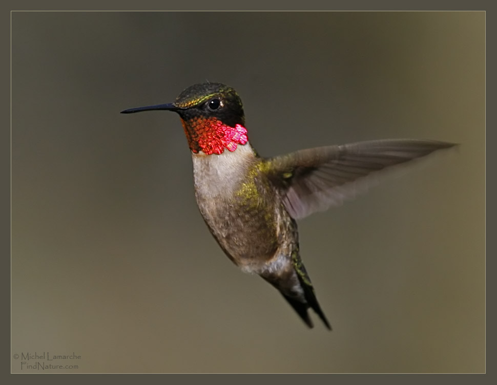 Colibri à gorge rubis