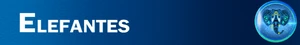 Elefantes Banner