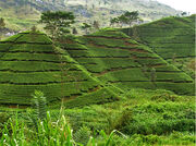 Sustainable-agriculture.jpg