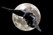 The Raven by Laguz.jpg